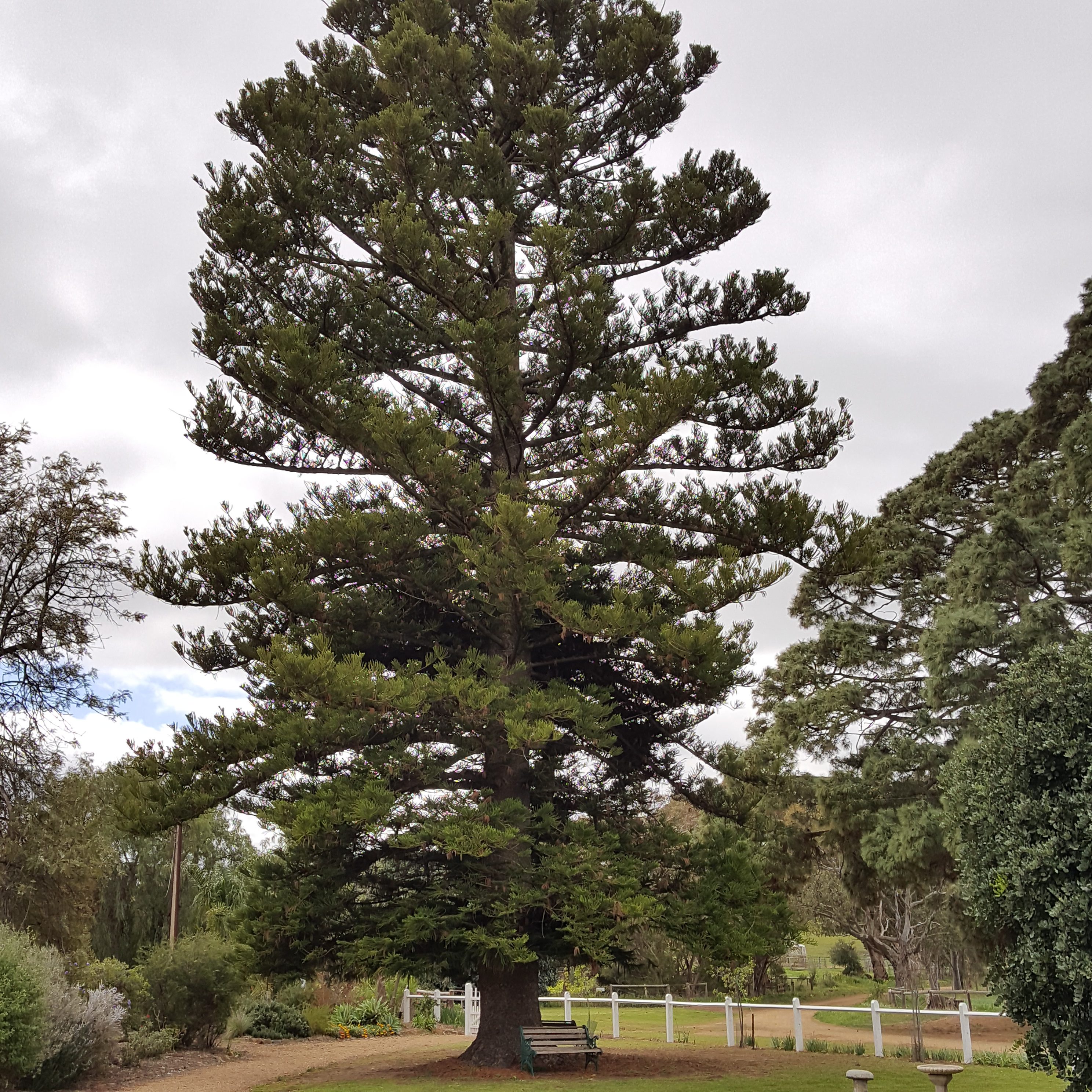 Datrangi Tree Retreat Talks — Sati Sangha
