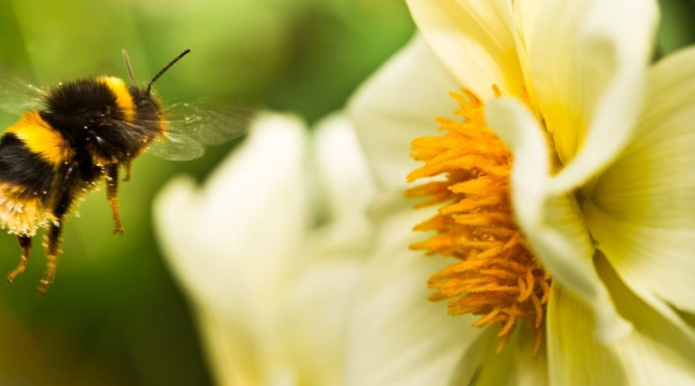Close-up of bees hovering around blooming flowers, symbolizing aliveness, collaboration, and the vibrant energy of teachings in motion.