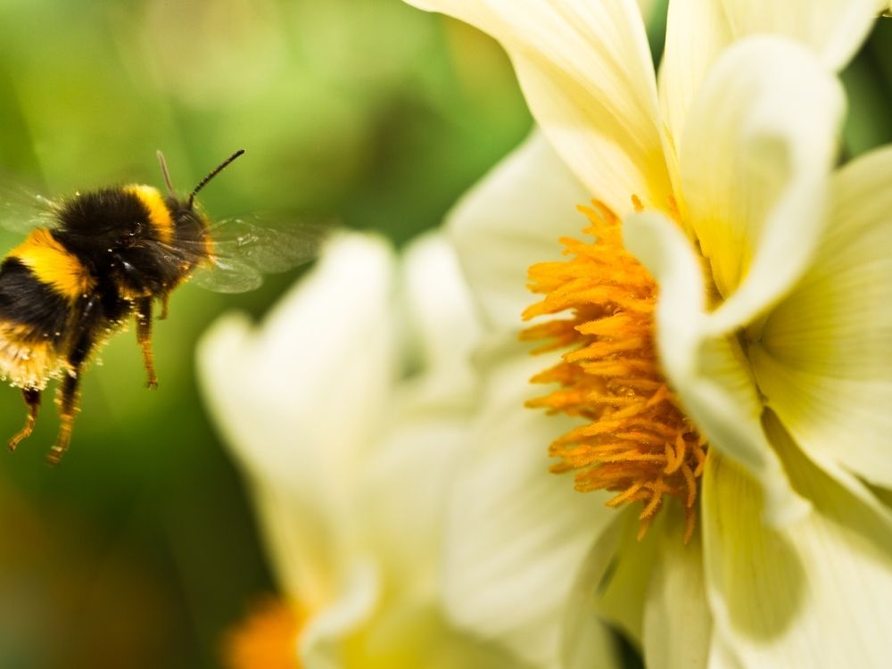 Close-up of bees hovering around blooming flowers, symbolizing aliveness, collaboration, and the vibrant energy of teachings in motion.