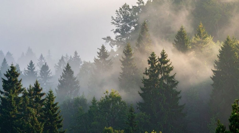 Soft morning fog drifting over a forest canopy, symbolizing mystery, interconnection, and the quiet awe of seeing life’s conditions unfold beyond full understanding.