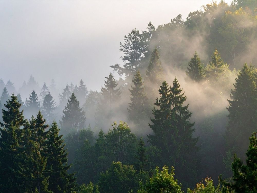 Soft morning fog drifting over a forest canopy, symbolizing mystery, interconnection, and the quiet awe of seeing life’s conditions unfold beyond full understanding.