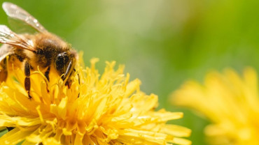Close-up of bee on flower, symbolizing fragility of safety and sudden danger
