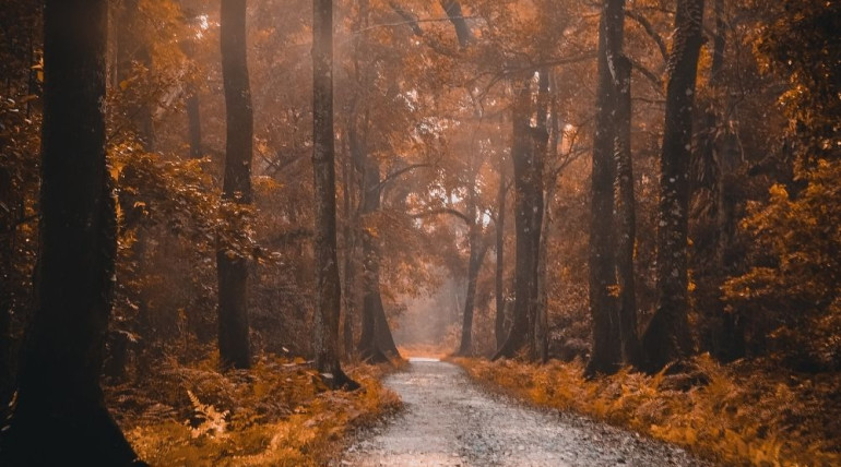 Forest path covered in autumn leaves, symbolizing grounding and the foundations of mindfulness