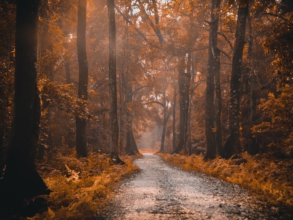 Forest path covered in autumn leaves, symbolizing grounding and the foundations of mindfulness