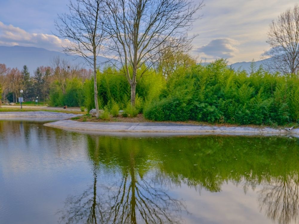 Still pond reflecting trees and sky, symbolizing silence and reflective creativity
