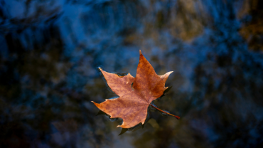 A single leaf floating gently on still water, reflecting softness, creativity, and the mindful act of naming with care and openness.