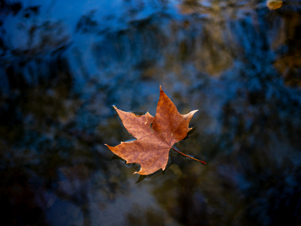 A single leaf floating gently on still water, reflecting softness, creativity, and the mindful act of naming with care and openness.