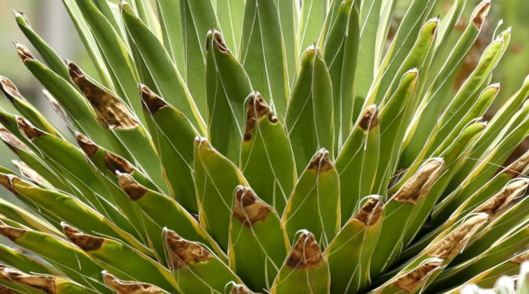 agave plant
