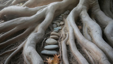 Close-up of tree roots with a single row of smooth rocks nestled between them, symbolizing grounding, connection, and the intertwined conditions that shape growth.