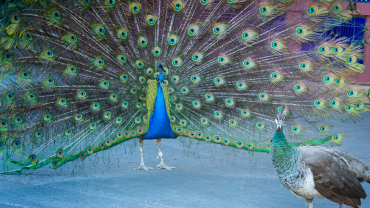 peacocks photographed by Bill Wellhouse