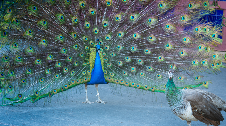 peacocks photographed by Bill Wellhouse