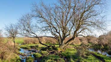 Tree branch extending over a marsh, symbolizing refuge and perspective in difficulty