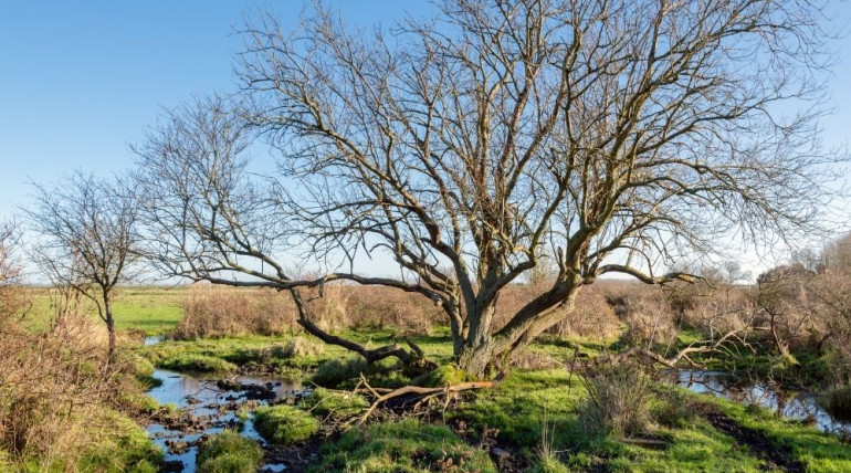 Tree branch extending over a marsh, symbolizing refuge and perspective in difficulty