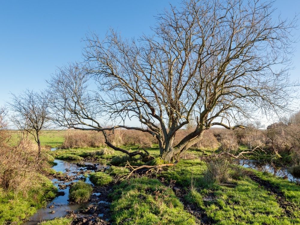 Tree branch extending over a marsh, symbolizing refuge and perspective in difficulty