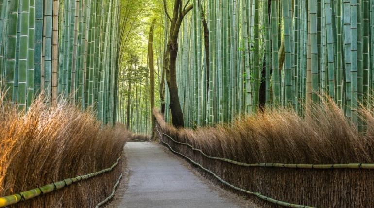 Pathway through tall bamboo, symbolizing guidance and following conditions with awareness