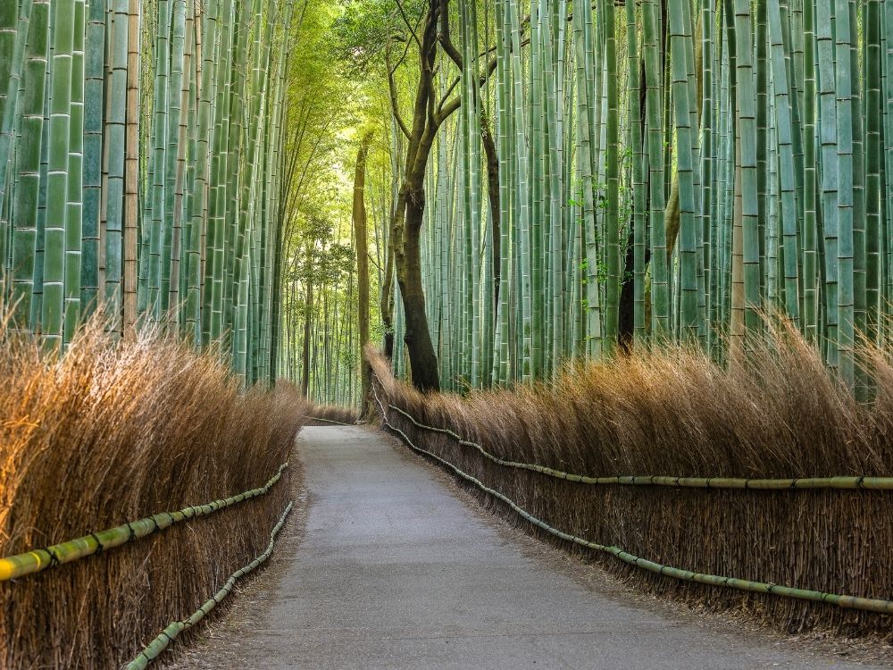 Pathway through tall bamboo, symbolizing guidance and following conditions with awareness