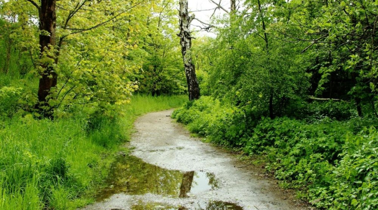 A quiet forest path glistening after rain, soft light filtering through trees, symbolizing calm, openness, and the gentle process of recovery.