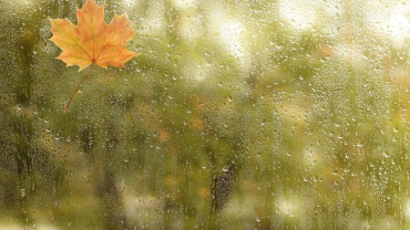 Leaf stuck to a rain-covered window, symbolizing continuity, reflection, and threads of caring