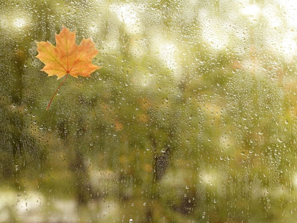 Leaf stuck to a rain-covered window, symbolizing continuity, reflection, and threads of caring