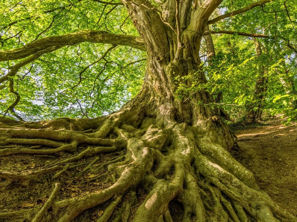 Tree roots spreading deep into the earth, symbolizing foundations and values in practice
